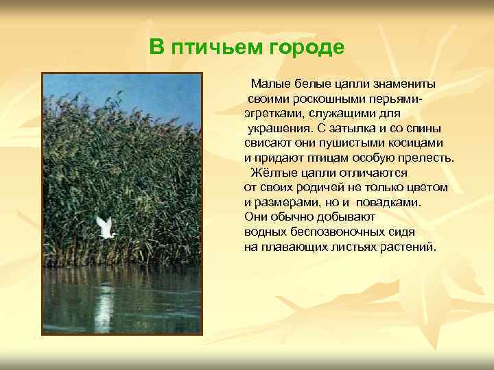 В птичьем городе Малые белые цапли знамениты своими роскошными перьямиэгретками, служащими для украшения. С