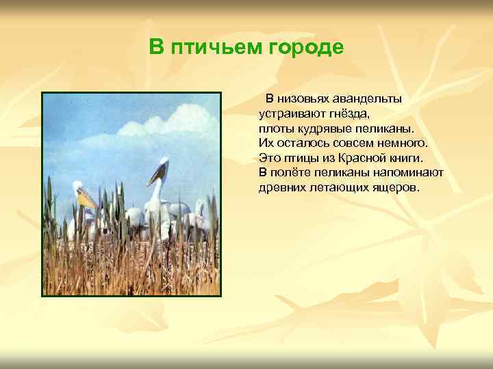 В птичьем городе В низовьях авандельты устраивают гнёзда, плоты кудрявые пеликаны. Их осталось совсем