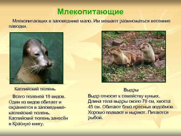 Млекопитающие Млекопитающих в заповеднике мало. Им мешают размножаться весенние паводки. Каспийский тюлень Всего тюленей