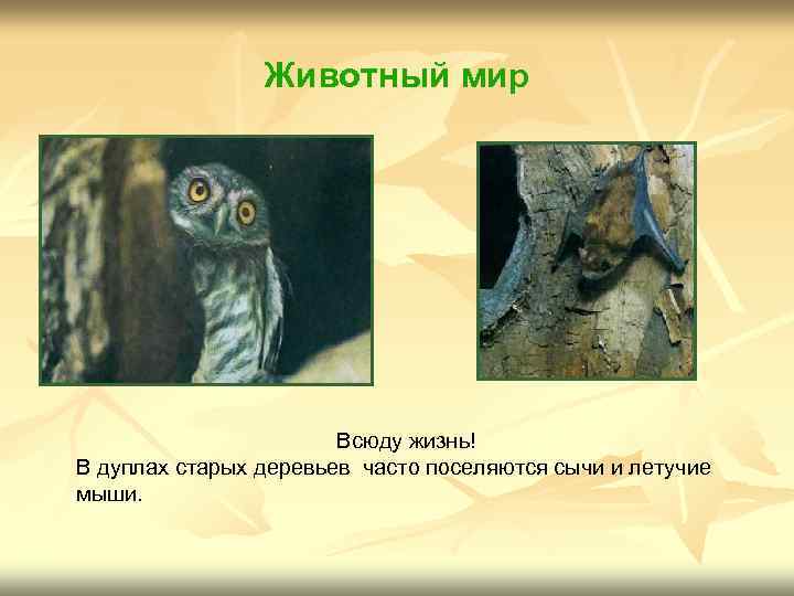 Животный мир Всюду жизнь! В дуплах старых деревьев часто поселяются сычи и летучие мыши.
