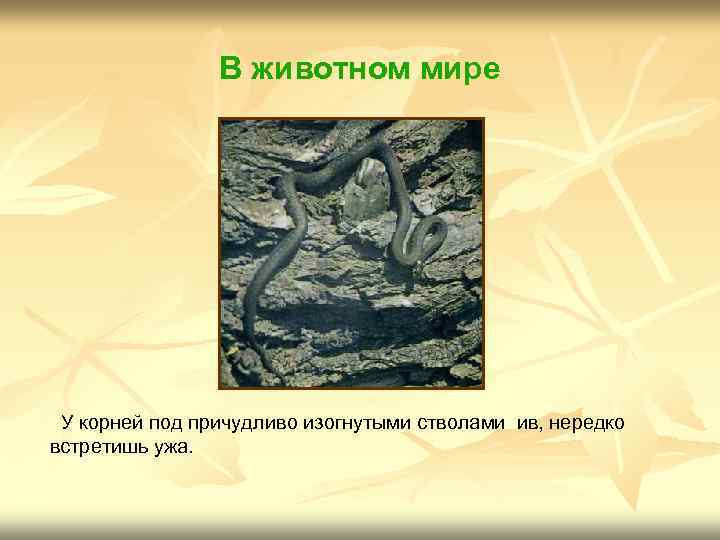 В животном мире У корней под причудливо изогнутыми стволами ив, нередко встретишь ужа. 