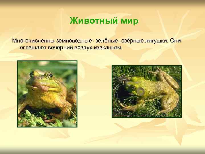 Животный мир Многочисленны земноводные- зелёные, озёрные лягушки. Они оглашают вечерний воздух кваканьем. 