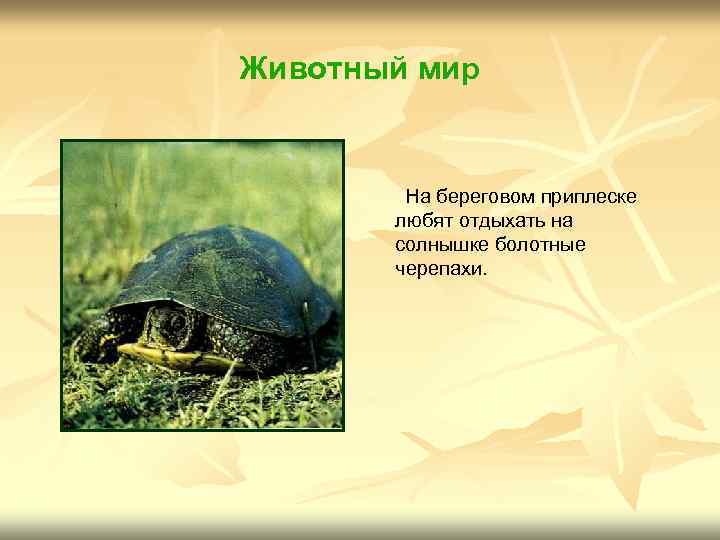 Животный мир На береговом приплеске любят отдыхать на солнышке болотные черепахи. 
