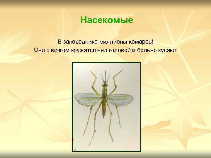 Насекомые В заповеднике миллионы комаров! Они с визгом кружатся над головой и больно кусают.