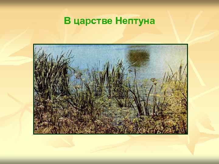 В царстве Нептуна 