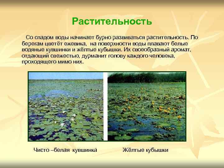Растительность Со спадом воды начинает бурно развиваться растительность. По берегам цветёт ежевика, на поверхности