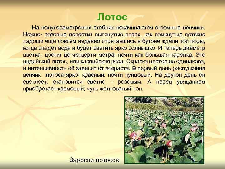Лотос На полутораметровых стеблях покачиваются огромные венчики. Нежно- розовые лепестки вытянутые вверх, как сомкнутые