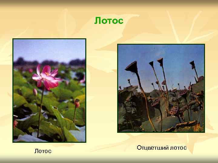 Лотос Отцветший лотос 