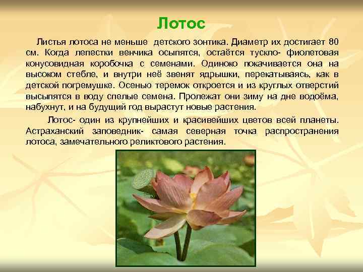 Лотос Листья лотоса не меньше детского зонтика. Диаметр их достигает 80 см. Когда лепестки
