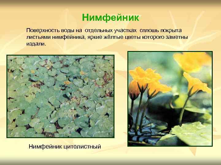 Нимфейник Поверхность воды на отдельных участках сплошь покрыта листьями нимфейника, яркие жёлтые цветы которого