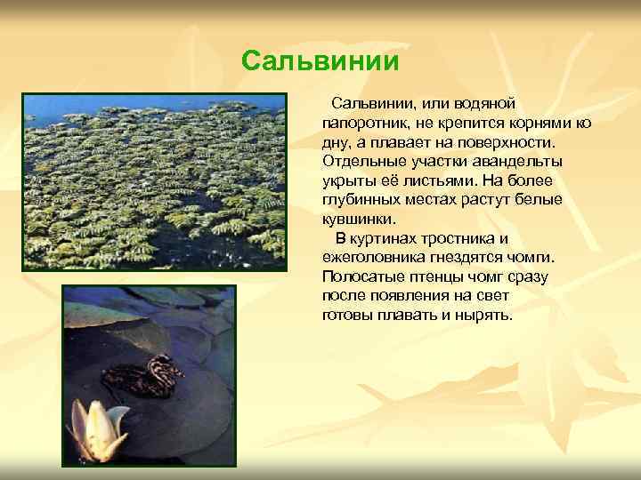 Сальвинии, или водяной папоротник, не крепится корнями ко дну, а плавает на поверхности. Отдельные