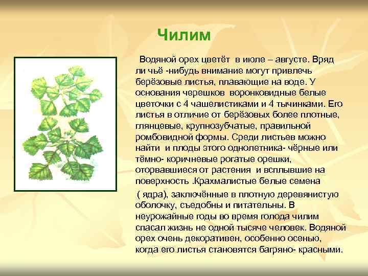 Чилим Водяной орех цветёт в июле – августе. Вряд ли чьё -нибудь внимание могут
