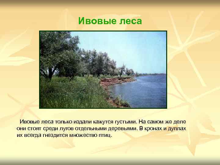 Ивовые леса только издали кажутся густыми. На самом же деле они стоят среди лугов