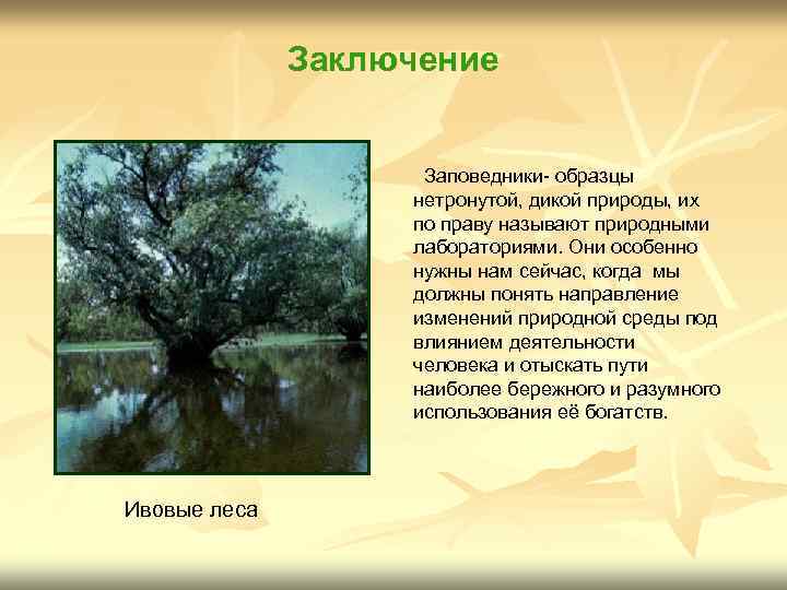 Заключение Заповедники- образцы нетронутой, дикой природы, их по праву называют природными лабораториями. Они особенно