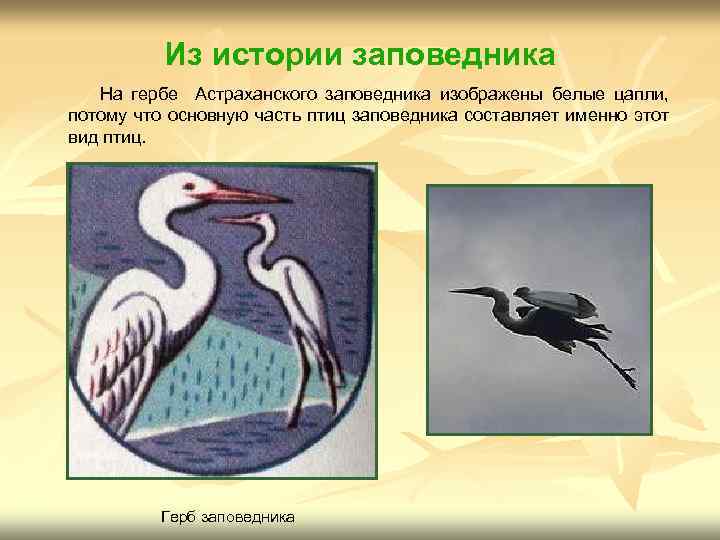 Из истории заповедника На гербе Астраханского заповедника изображены белые цапли, потому что основную часть