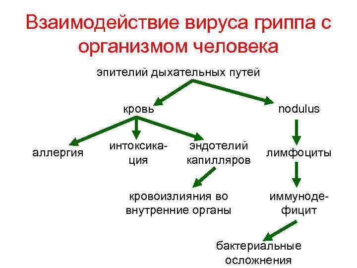 Взаимодействие вируса гриппа с организмом человека эпителий дыхательных путей кровь аллергия интоксикация nodulus эндотелий