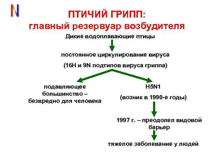 ПТИЧИЙ ГРИПП: главный резервуар возбудителя Дикие водоплавающие птицы постоянное циркулирование вируса (16 Н и