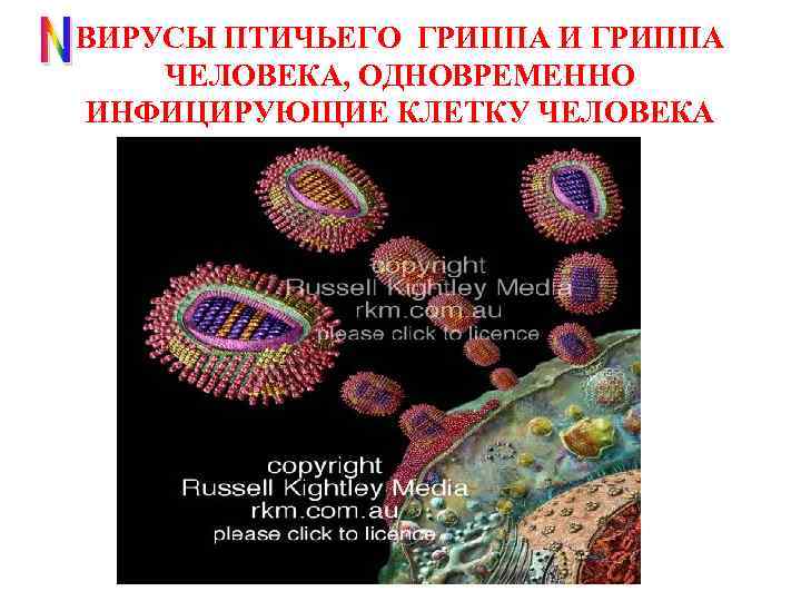 ВИРУСЫ ПТИЧЬЕГО ГРИППА И ГРИППА ЧЕЛОВЕКА, ОДНОВРЕМЕННО ИНФИЦИРУЮЩИЕ КЛЕТКУ ЧЕЛОВЕКА 