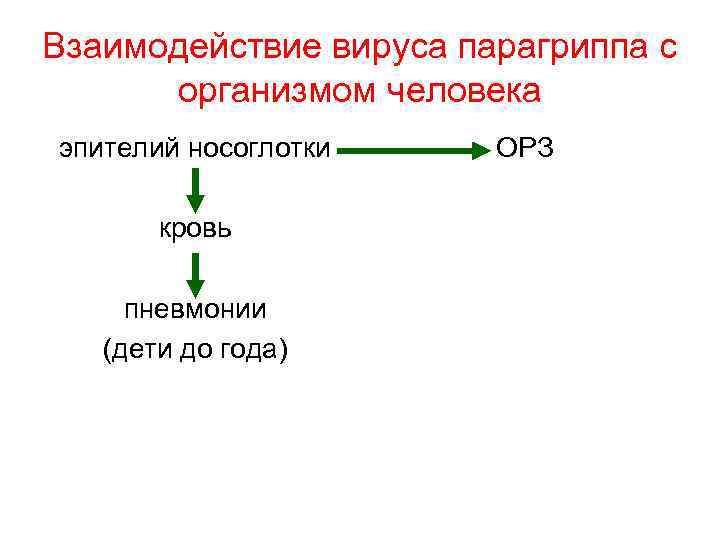 Взаимодействие вируса парагриппа с организмом человека эпителий носоглотки кровь пневмонии (дети до года) ОРЗ