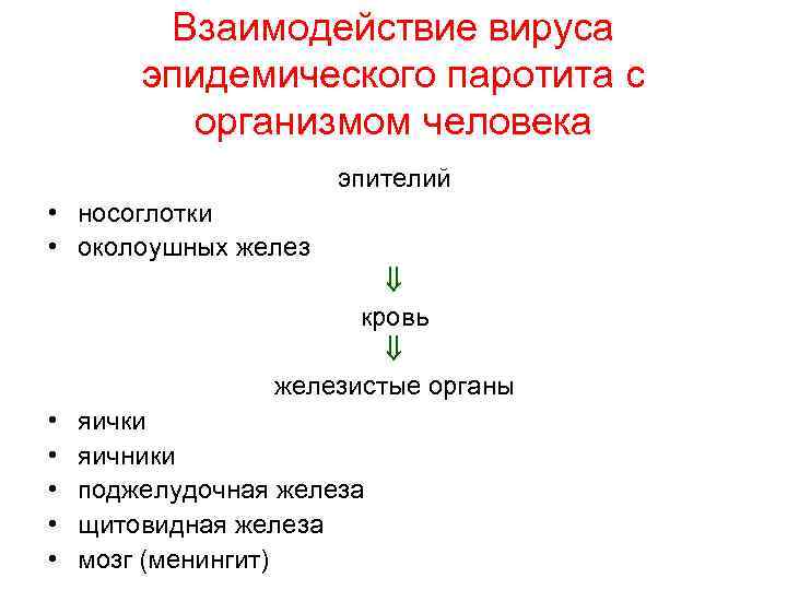 Взаимодействие вируса эпидемического паротита с организмом человека эпителий • носоглотки • околоушных желез кровь