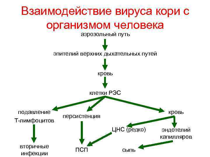 Взаимодействие вируса кори с организмом человека аэрозольный путь эпителий верхних дыхательных путей кровь клетки