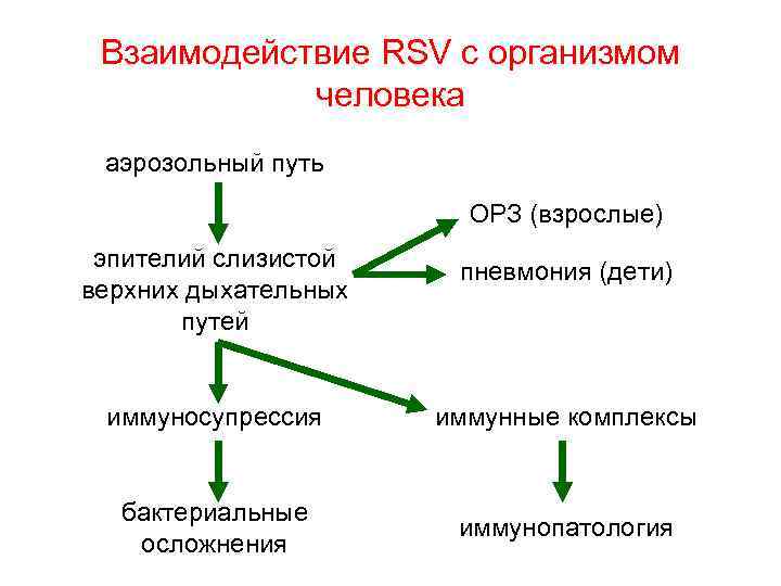 Взаимодействие RSV с организмом человека аэрозольный путь ОРЗ (взрослые) эпителий слизистой верхних дыхательных путей