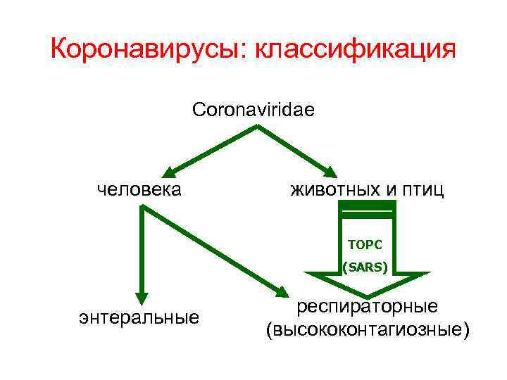 Коронавирусы: классификация Coronaviridae человека животных и птиц ТОРС (SARS) энтеральные респираторные (высококонтагиозные) 