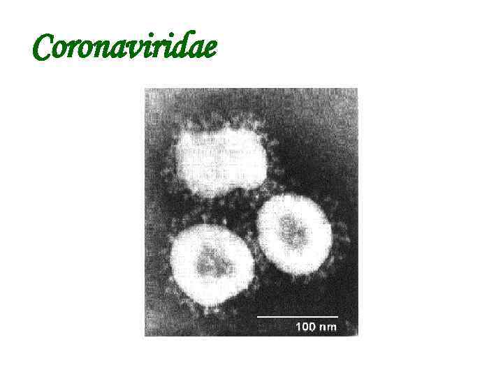 Coronaviridae 