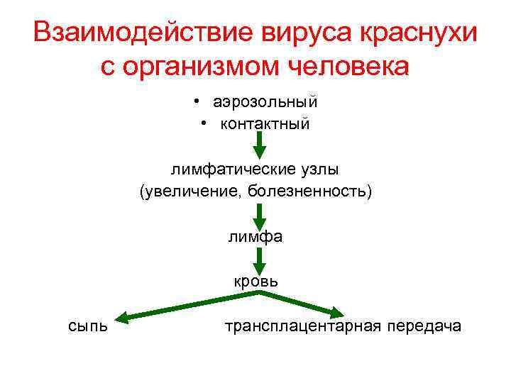 Взаимодействие вируса краснухи с организмом человека • аэрозольный • контактный лимфатические узлы (увеличение, болезненность)