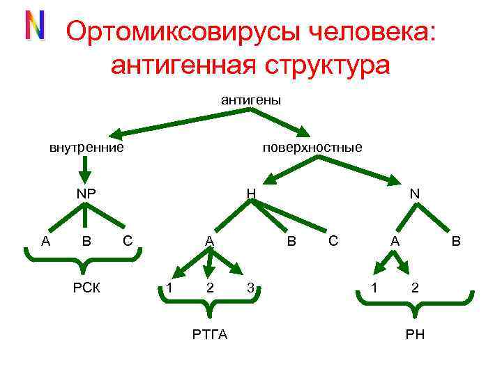 Ортомиксовирусы человека: антигенная структура антигены внутренние поверхностные NP A B РСК Н C A