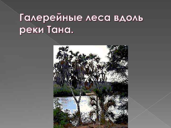 Галерейные леса вдоль реки Тана. 