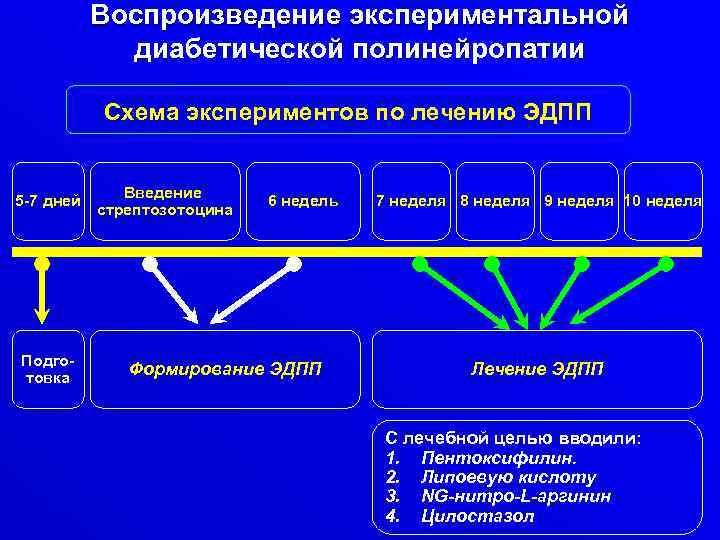 Воспроизведение экспериментальной диабетической полинейропатии Схема экспериментов по лечению ЭДПП 5 -7 дней Подготовка Введение