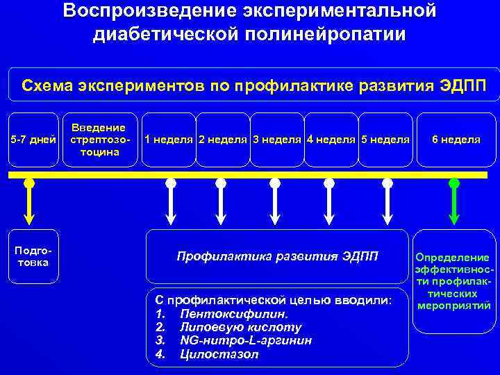 Воспроизведение экспериментальной диабетической полинейропатии Схема экспериментов по профилактике развития ЭДПП 5 -7 дней Подготовка