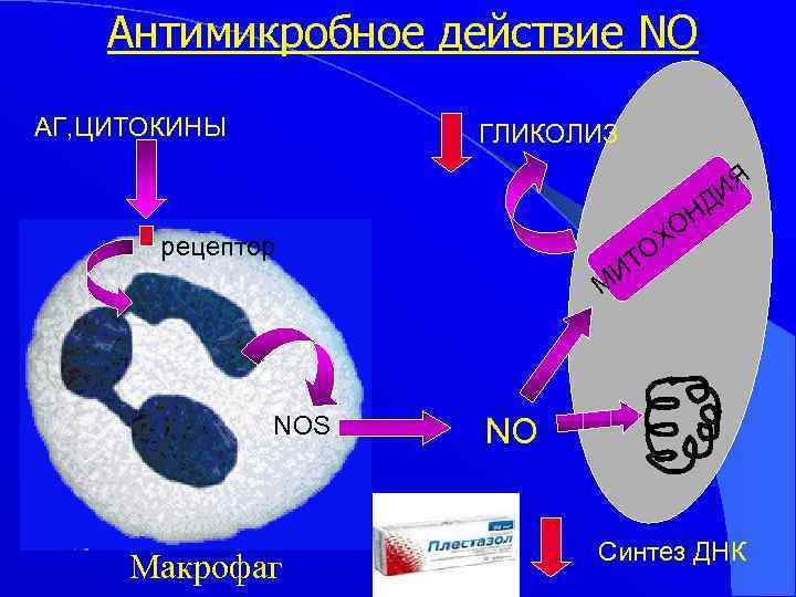 Антимикробное действие NO АГ, ЦИТОКИНЫ ГЛИКОЛИЗ ИЯ Д рецептор ТО И ОН Х М