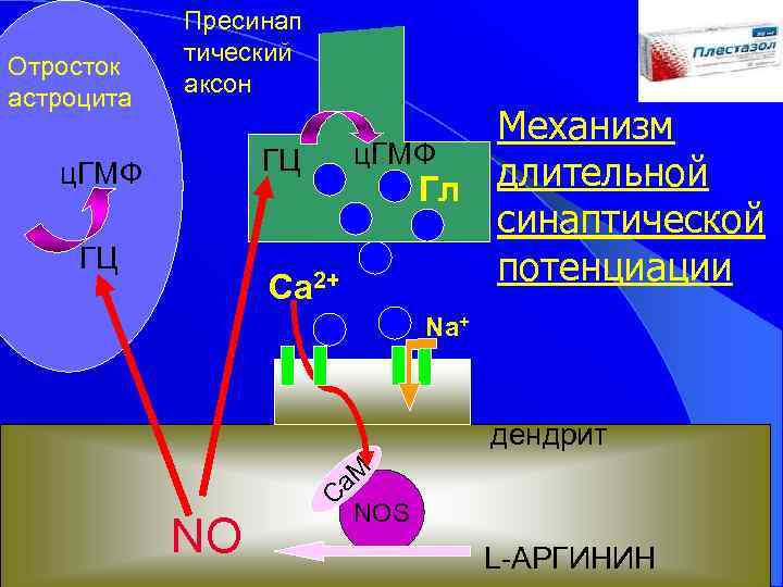 Отросток астроцита Пресинап тический аксон ГЦ ц. ГМФ ГЦ Са 2+ Механизм ц. ГМФ