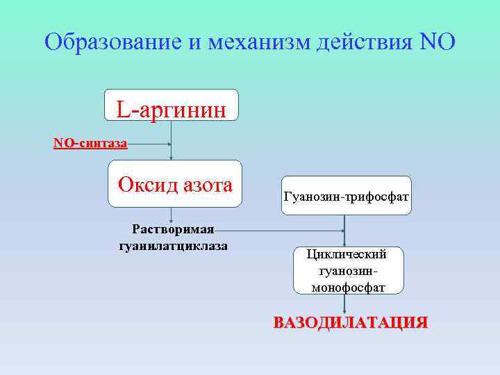 Образование и механизм действия NO L-аргинин NO-синтаза Оксид азота Растворимая гуанилатциклаза Гуанозин-трифосфат Циклический гуанозинмонофосфат