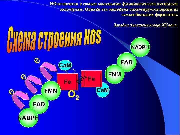 NO относится к самым маленьким физиологически активным молекулам. Однако эта молекула синтезируется одним из