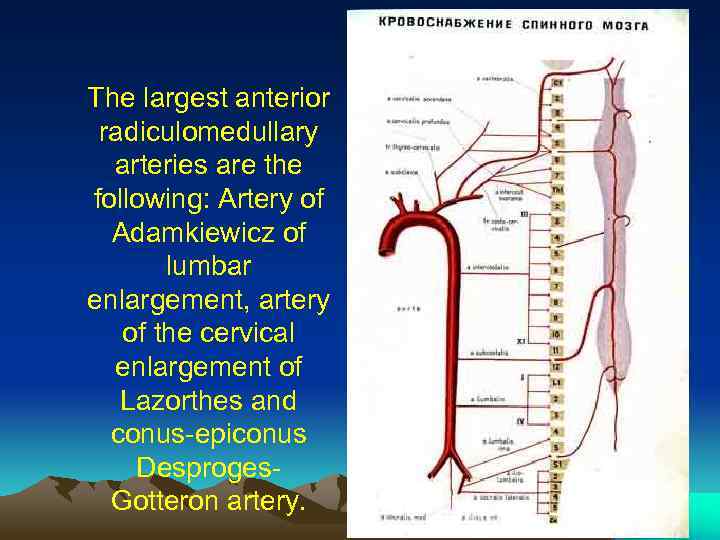 The largest anterior radiculomedullary arteries are the following: Artery of Adamkiewicz of lumbar enlargement,