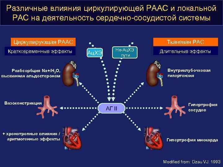 Различные влияния циркулирующей РААС и локальной РАС на деятельность сердечно-сосудистой системы Циркулирующая РААС Кратковременные