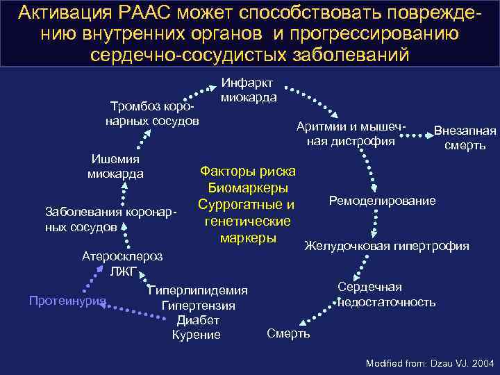 Aктивация РААС может способствовать повреждению внутренних органов и прогрессированию сердечно-сосудистых заболеваний Тромбоз коронарных сосудов