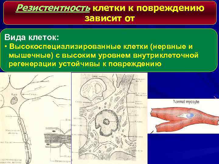 Резистентность клетки к повреждению зависит от Вида клеток: • Высокоспециализированные клетки (нервные и мышечные)