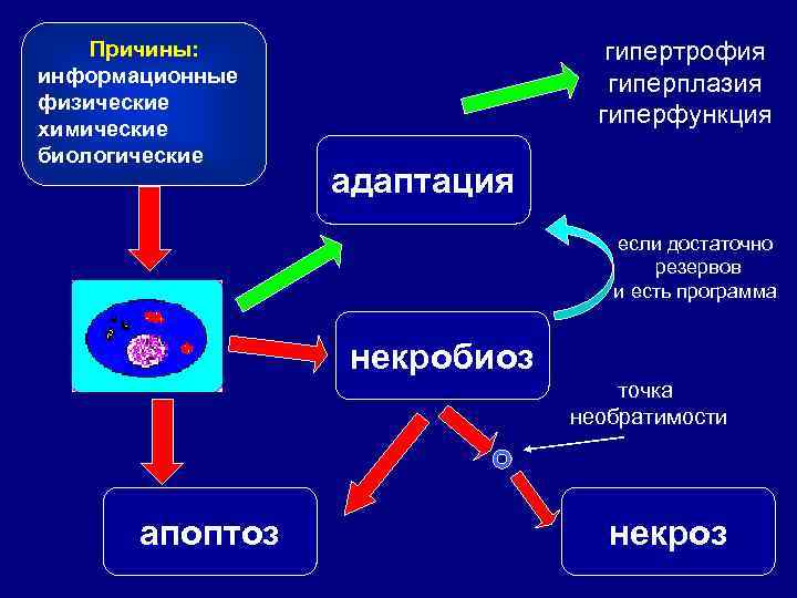 Причины: информационные физические химические биологические гипертрофия гиперплазия гиперфункция адаптация если достаточно резервов и есть