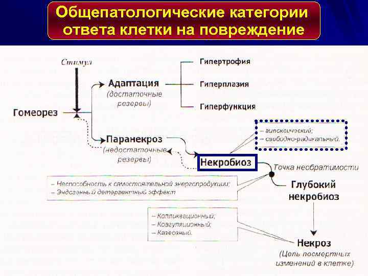 Общепатологические категории ответа клетки на повреждение 