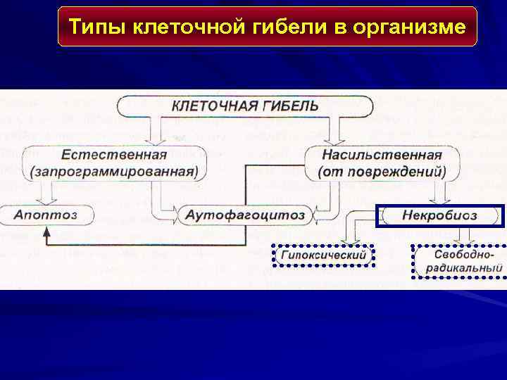 Типы клеточной гибели в организме 