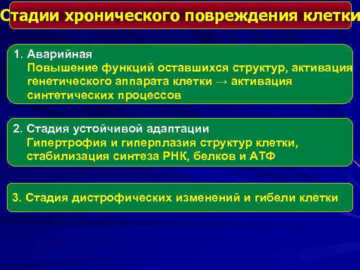 Стадии хронического повреждения клетки 1. Аварийная Повышение функций оставшихся структур, активация генетического аппарата клетки