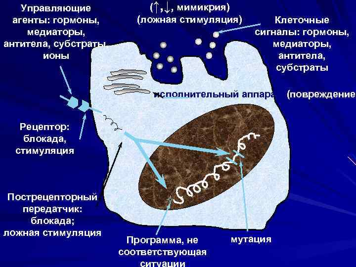 Управляющие агенты: гормоны, медиаторы, антитела, субстраты, ионы (↑, ↓, мимикрия) (ложная стимуляция) Клеточные сигналы: