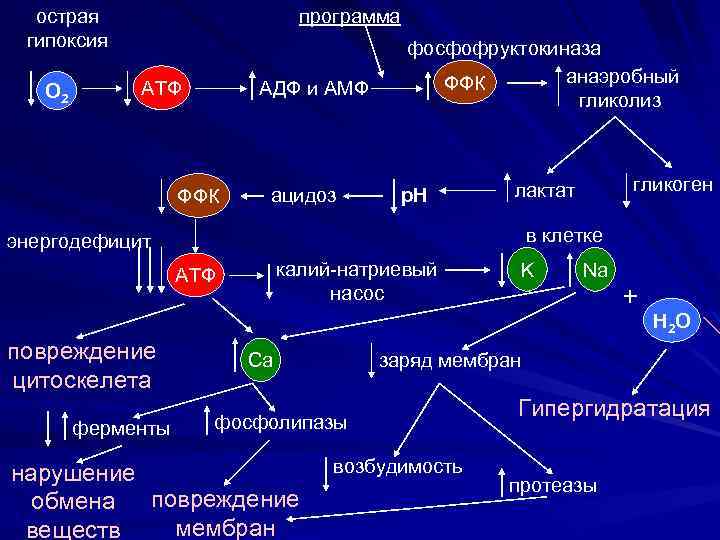 острая гипоксия О 2 программа АДФ и АМФ АТФ ФФК ацидоз фосфофруктокиназа анаэробный ФФК