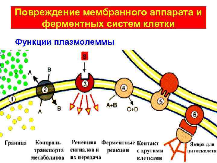 Повреждение мембранного аппарата и ферментных систем клетки Функции плазмолеммы 