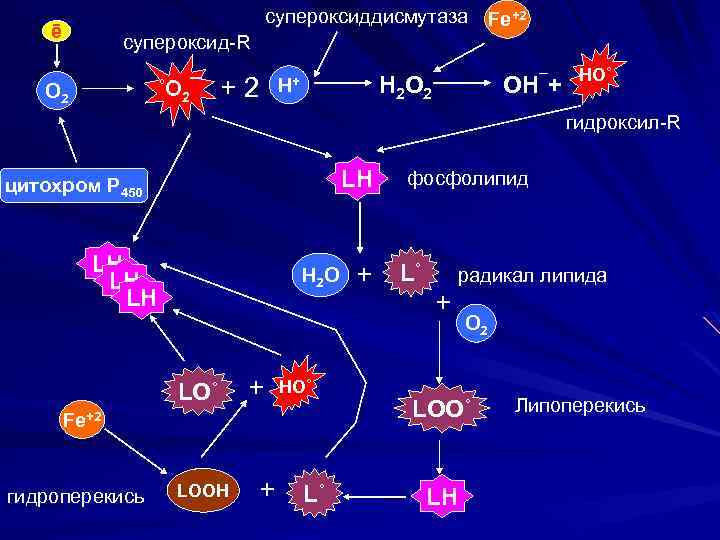 супероксиддисмутаза ē Fe+2 cупероксид-R ˚O 2¯ О 2 +2 H 2 O 2 Н+