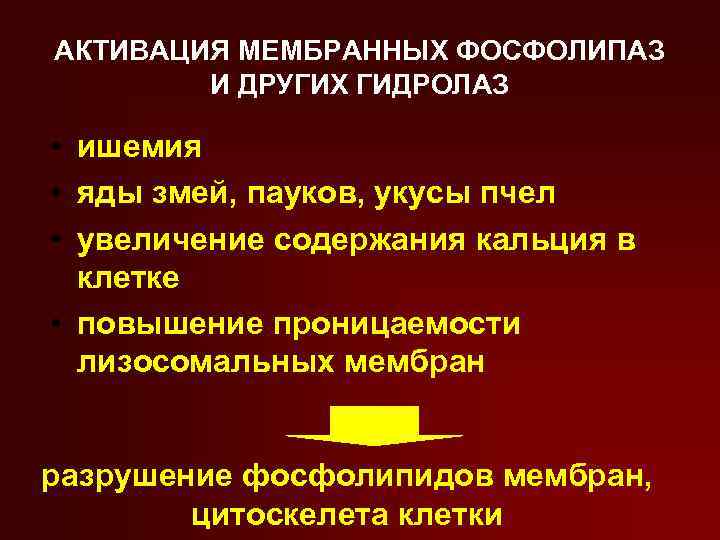 АКТИВАЦИЯ МЕМБРАННЫХ ФОСФОЛИПАЗ И ДРУГИХ ГИДРОЛАЗ • ишемия • яды змей, пауков, укусы пчел